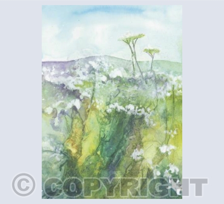 Aldbury Cowparsley
