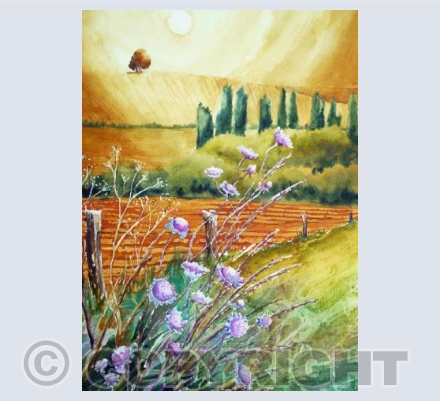 Late summer scabious