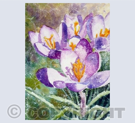 Purple Crocuses
