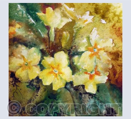 Golden Primroses