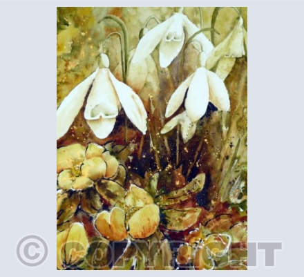 Snowdrops & Aconites