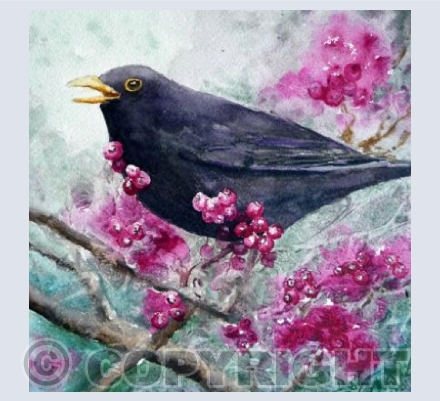 Hawthorn Chorus