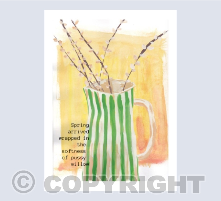 Pussy willow