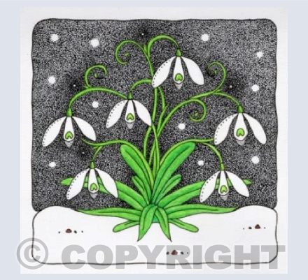 Snowdrops 2