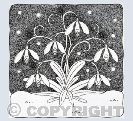 Snowdrops