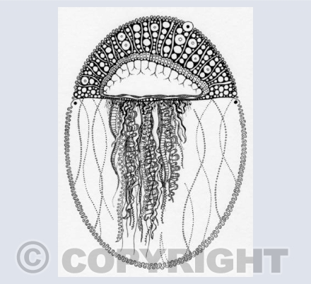 Man-o-War Jellyfish
