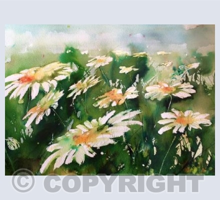 daisy