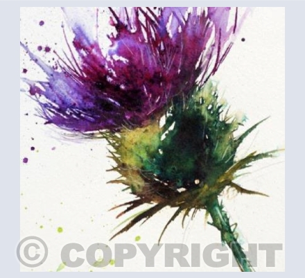 thistle