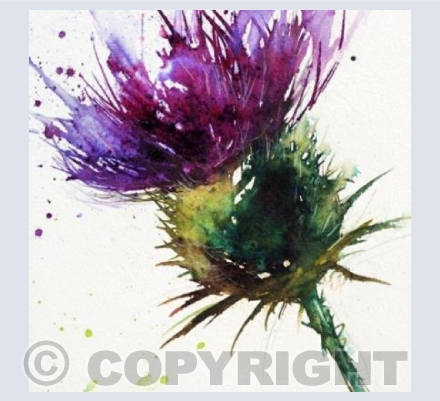Thistle