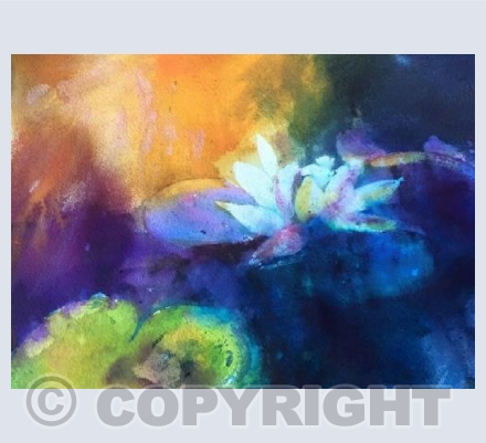 Waterlilly