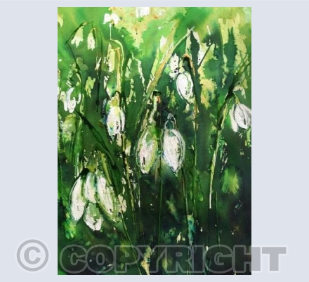 Snowdrops
