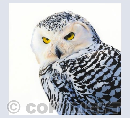 Snowy Owl