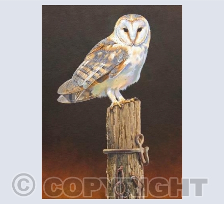 Barn Owl and the Old Post