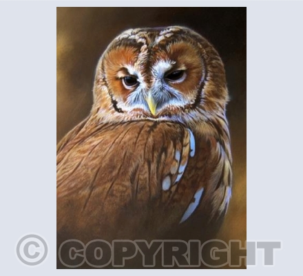 Golden Tawny
