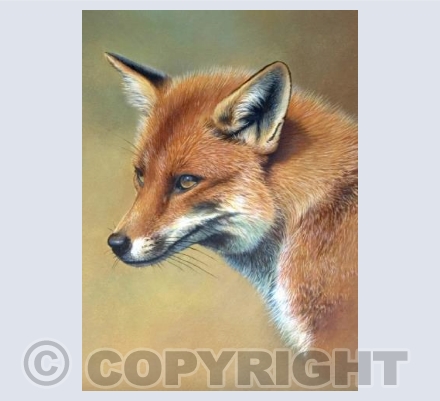 Red Fox
