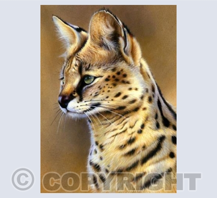 Serval portrait