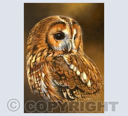 Tawny Owl portrait