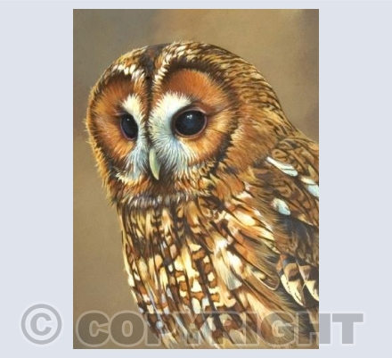 Tawny Portrait