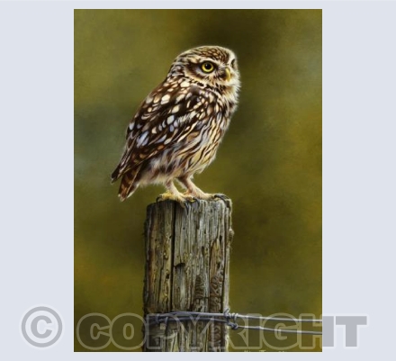 Little Owl