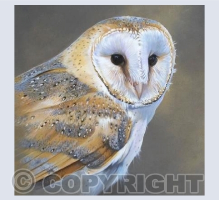 Barn Owl portrait square