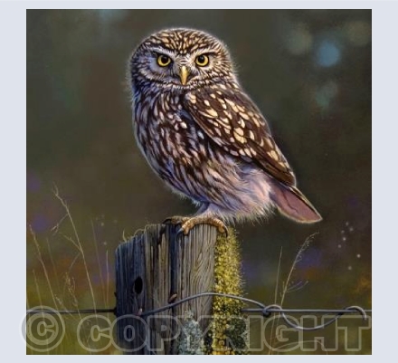Little Owl Meadow