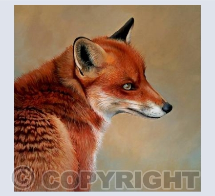 Fox portrait