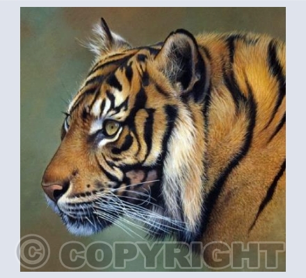 Indian Tiger