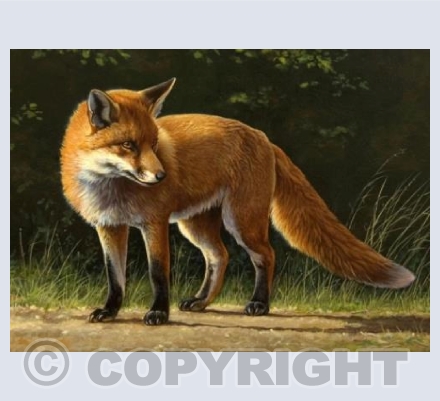 Summer Fox