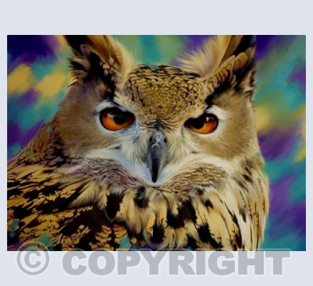 Eagle Owl Gaze