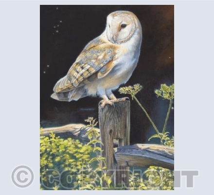 Summer Barn Owl