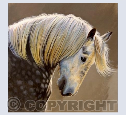 Percheron portrait