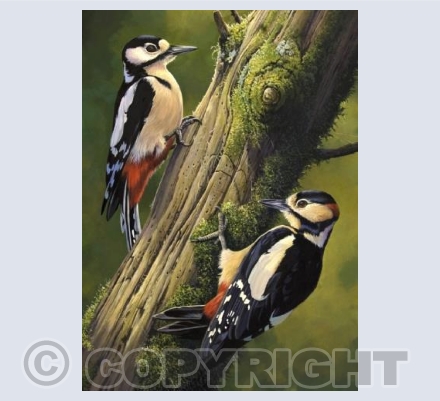 Greater Spotted Woodpeckers