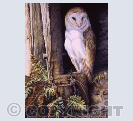 Barn Owl - Tyto alba