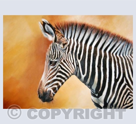 Grevy's Zebra Foal