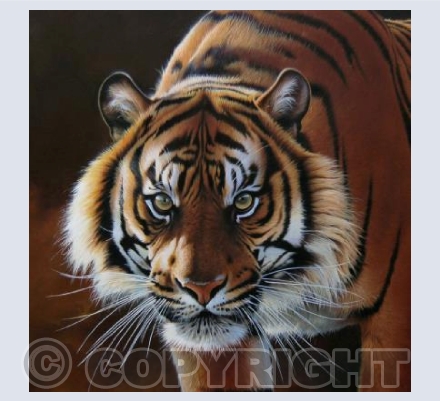 Sumatran Beauty