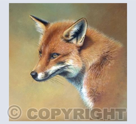 Red Fox- square