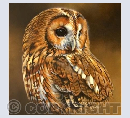 Tawny Owl Portrait - Square