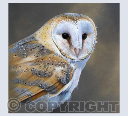Barn Owl portrait square