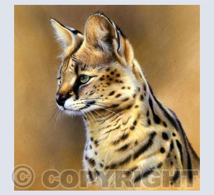 Serval Portrait 