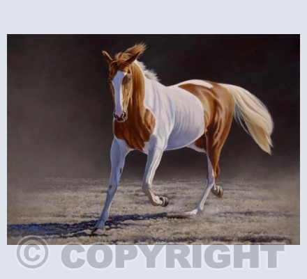 Coloured Mare