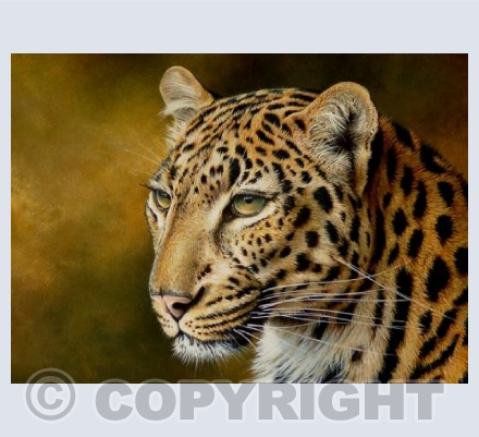 Leopard portrait
