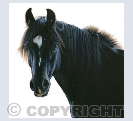 Black Horse