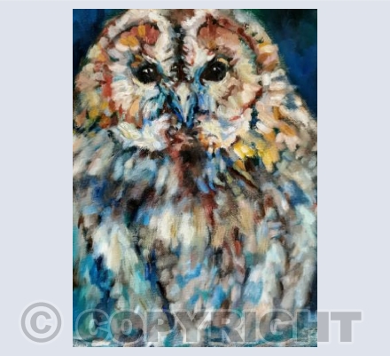 Little Owl