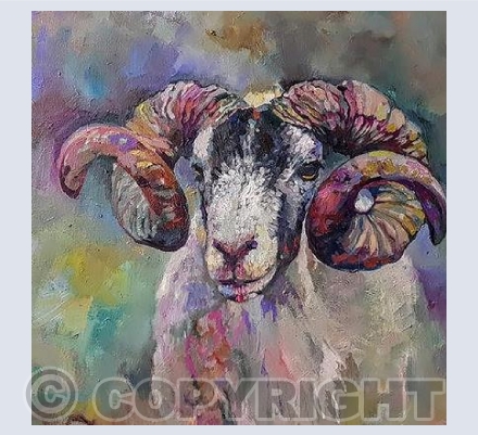 Scottish Ram