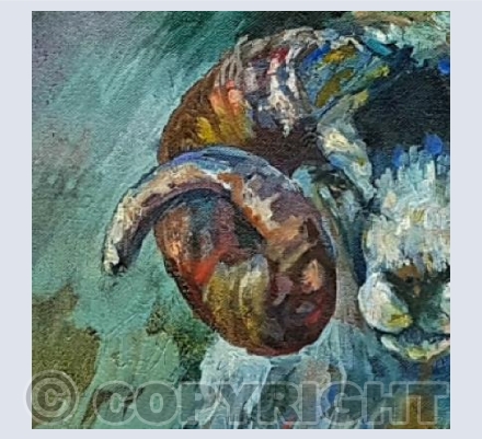Stormy Sheep