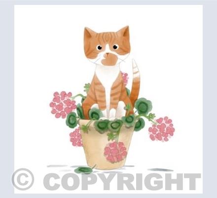 Tigerflash in Geraniums