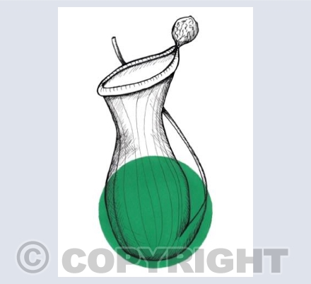 Tropical Pitcher Plant Card