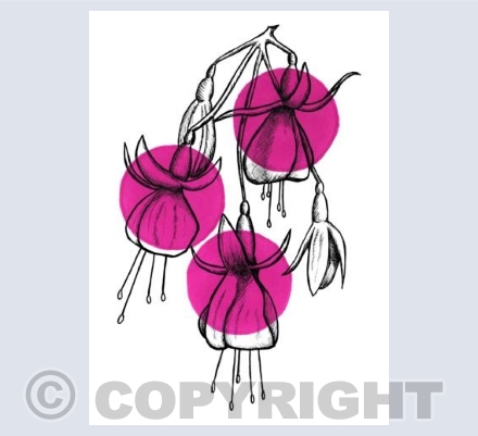 Fuchsia Card