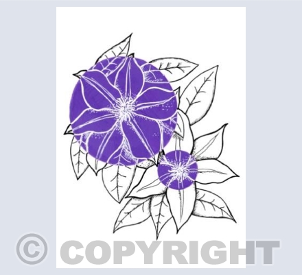 Clematis Card