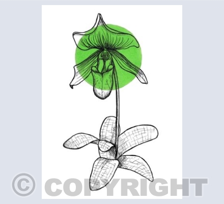 Lady Slipper Orchid Card